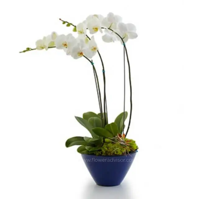 Buy FlowerAdvisor Orchids